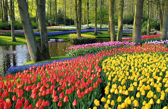 7 triệu bông hoa Tulip muôn màu muôn vẻ trải dài bất tận ở vườn Keukenhof – khu vườn thực vật đẹp nhất Châu Âu