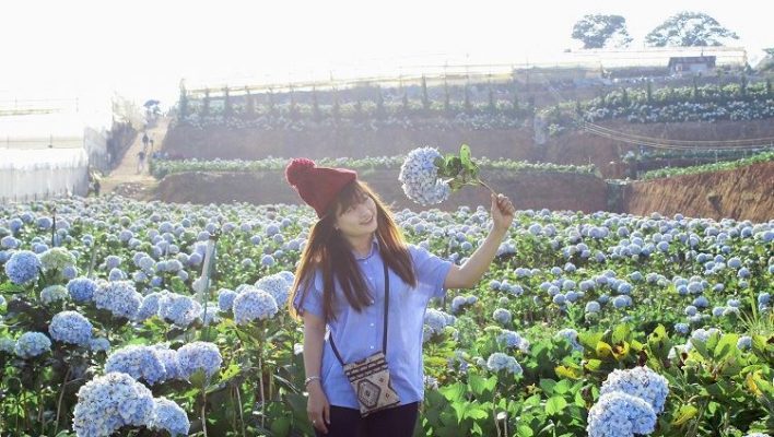 Cánh đồng hoa Cẩm tú cầu ở Đà Lạt cuốn hút bao du khách ( ảnh sưu tầm internet)
