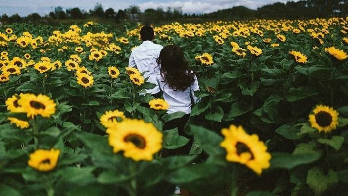 Cánh đồng hoa hướng dương tuyệt đẹp như trong phim Hàn Quốc ( ảnh sưu tầm)