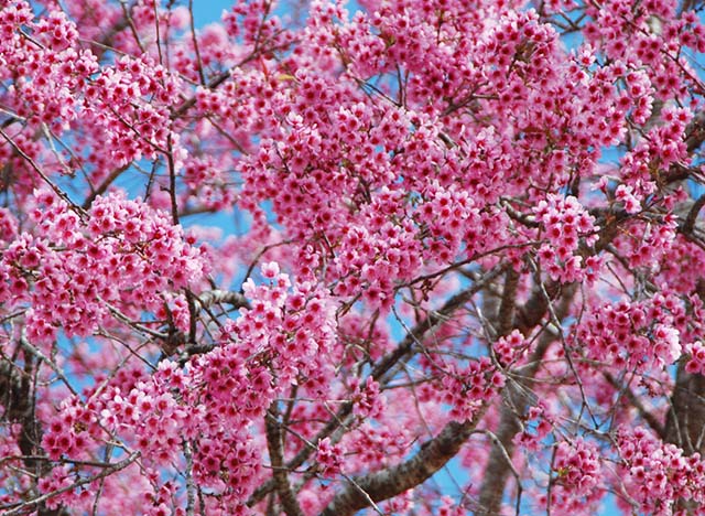 Hoa mai anh đào rực rỡ khắp nơi ở Đà Lạt khi mùa xuân về (ảnh sưu tầm)