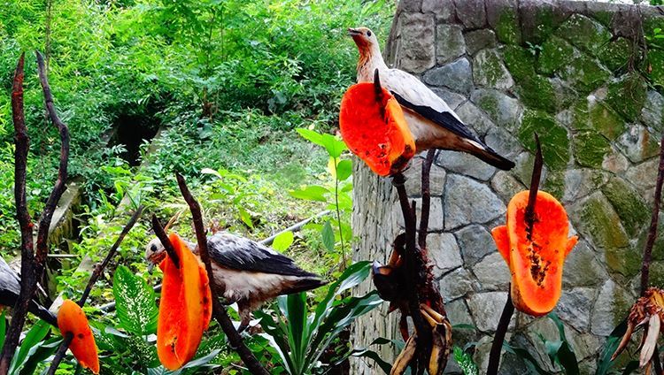 Khám phá khu vườn chim với nhiều loài phong phú ( ảnh sưu tầm)