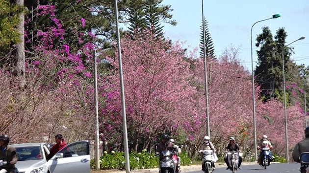 Những con đường ở Đà Lạt đầy sắc hoa mai anh đào (ảnh sưu tầm)
