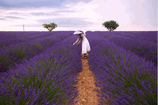 Cánh đồng hoa Lavender Đà Lạt. 