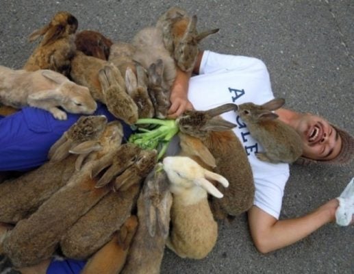 Vui đùa cùng những chú thỏ (ảnh St)
