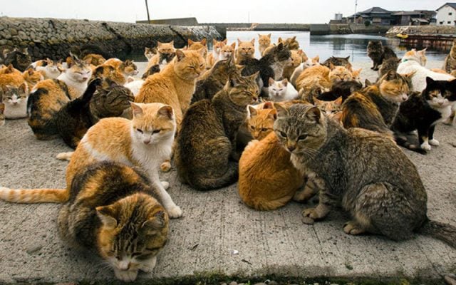 Đảo mèo Tashirojima ở Nhật (ảnh st)