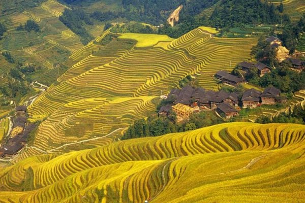 Ruộng bậc thang Longji Terraces - Quế Lâm khi mùa lúa sắp thu hoạch đẹp như 1 bức tranh tươi sáng diệu kì (ảnh st)