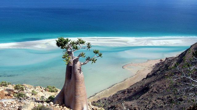 Socotra hoang vu và đầy mê hoặc