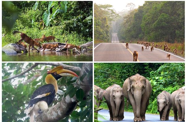 Một số loài động vật trong vườn quốc gia Khao Yai (ảnh sưu tầm)