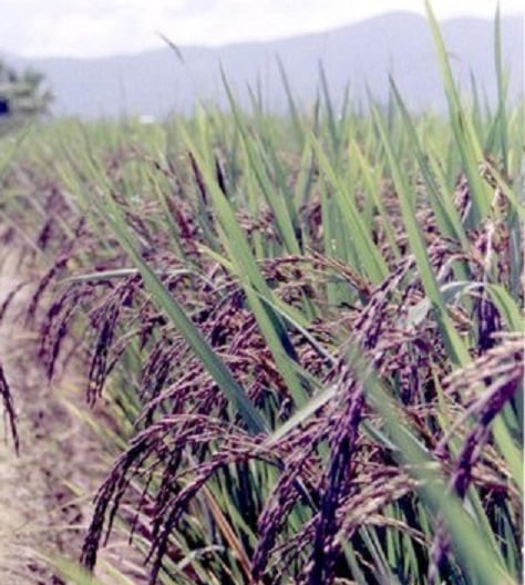 Ruộng lúa nếp cẩm ( ảnh sưu tầm)