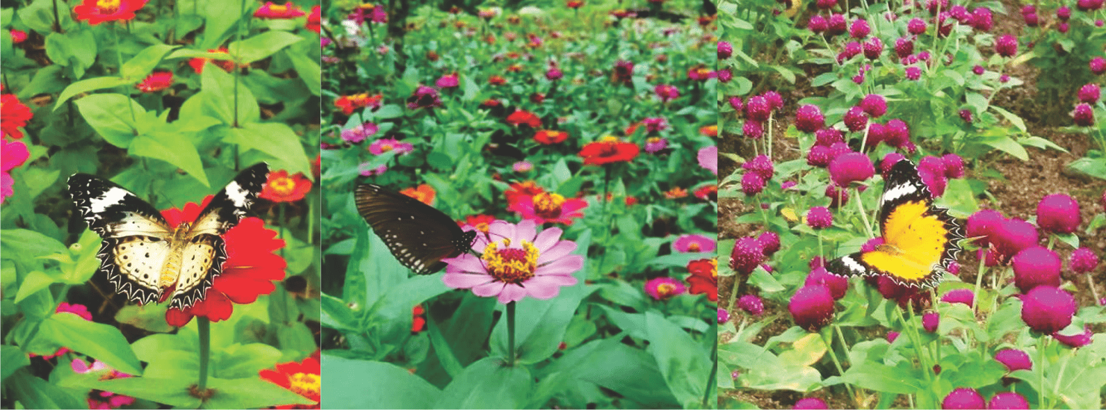 vườn hoa và các loài bướm ở Nha Trang ( ảnh sưu tầm)
