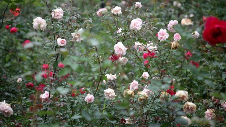 Các loài hoa hồng khoe sắc trong nắng xuân