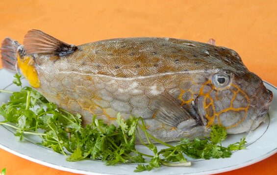 Món cá bò hòm là đặc sản ở vùng biển Mũi Né- Phan Thiết (ảnh sưu tầm)