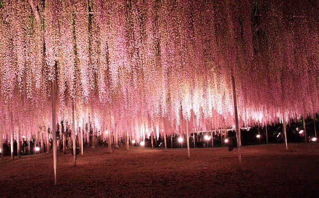 Hoa ở công viên Ashikaga ( ảnh internet)