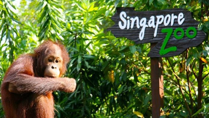 Singapore Zoo điểm đến lí tưởng cho gia đình (ảnh sưu tầm)