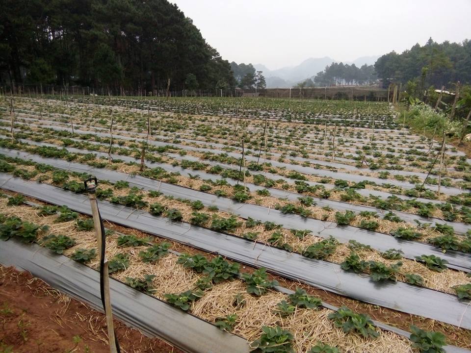 Vườn dâu tây ở trang trại Chimi (ảnh Thùy Dương)