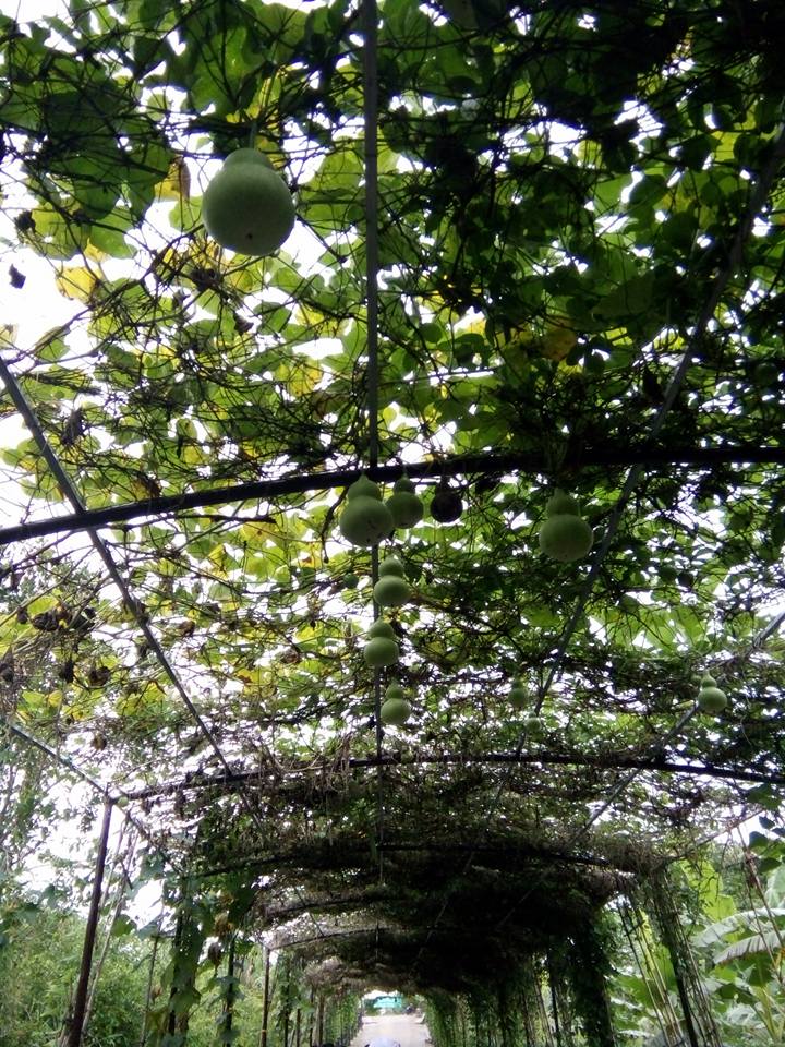 Ngắm nhìn vườn cây trái sum suê (ảnh Thùy Dương )