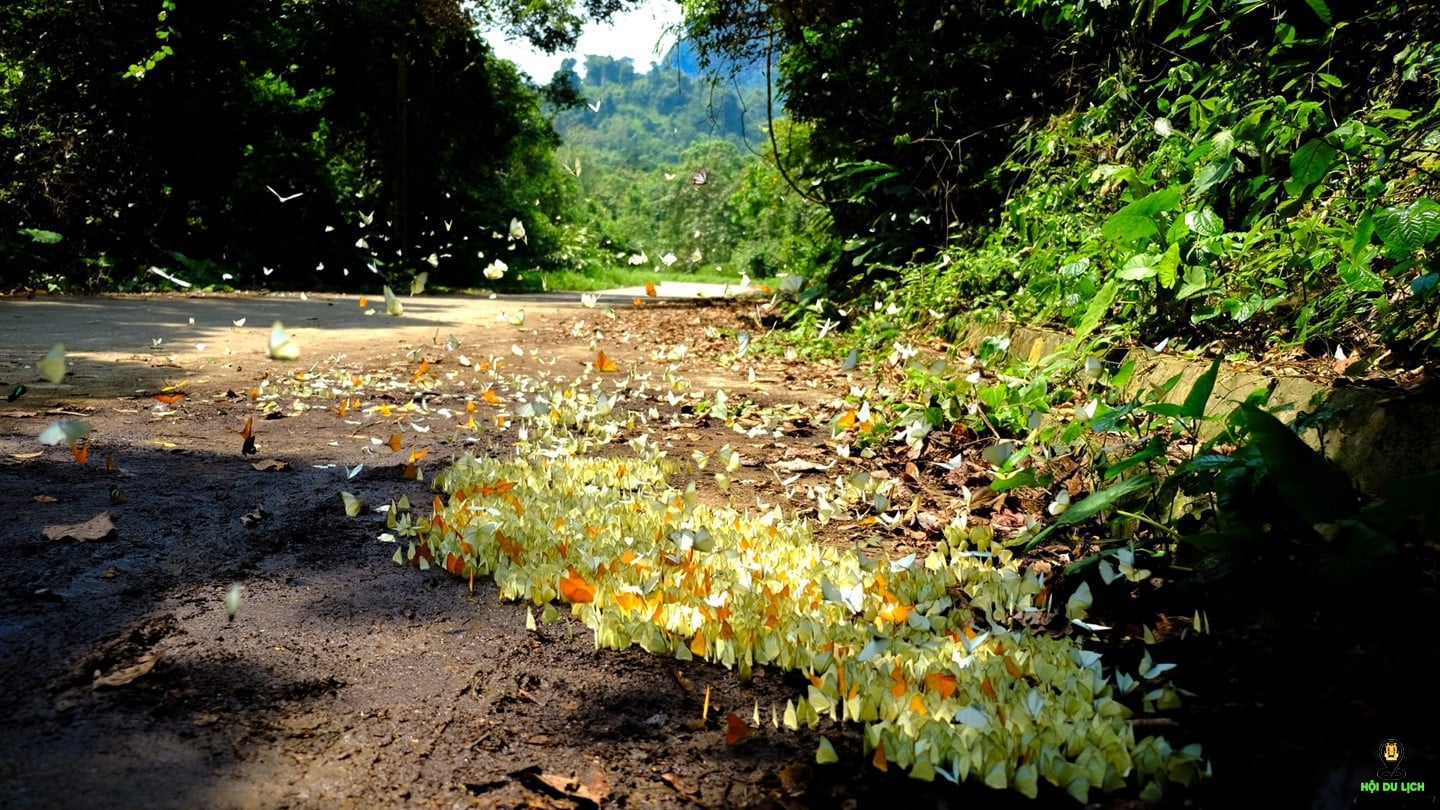 Mùa bướm dệt nên những "trang thơ" ở vườn quốc gia Cúc Phương. 