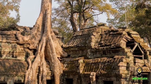 Rễ cây cổ thụ vặn xoắn như trăn khổng lồ muốn “nuốt chửng” ngôi đền - 3