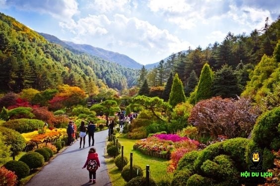 Vườn thực vật Morning Calm là phim trường nổi tiếng của nhiều bộ phim Hàn Quốc. 