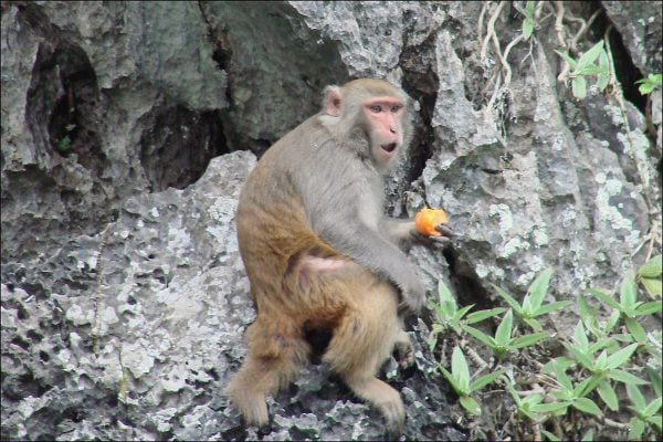 Chú khỉ ở núi Vũ Lăng Nguyên (ảnh st)