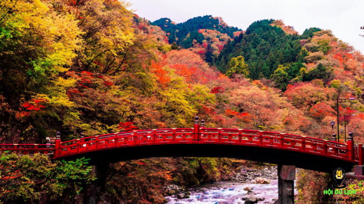Bức tranh thu tuyệt đẹp được ngắm nhìn từ cây cầu gỗ Shinkyo - ảnh sưu tầm