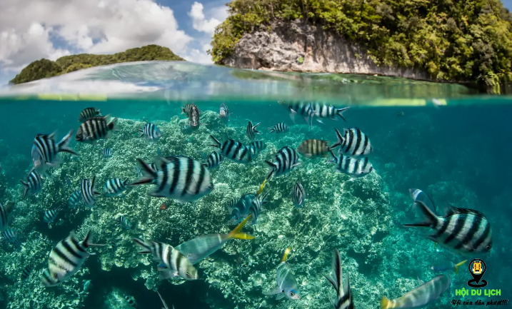 Chiêm ngưỡng vẻ đẹp các rạn san hô biển của quần đảo Penghu- ảnh sưu tầm