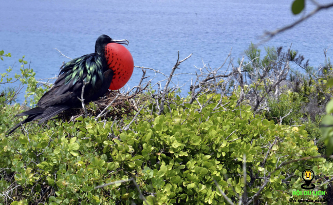 Chú chim chiến-còn được gọi là chim Frê-gat trên quần đảo Galapagos
