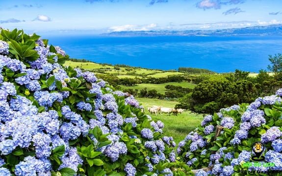 Hoa cẩm tú cầu ở đảo Faial trên quần đảo Azores của Bồ Đào Nha-ảnh sưu tầm