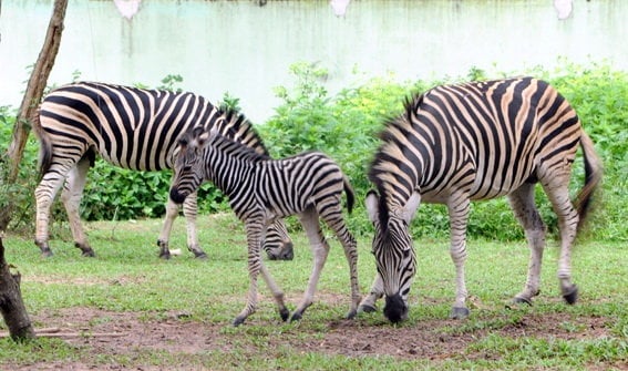 Những chú ngựa vằn trong khu vườn thú Đại Nam- ảnh sưu tầm