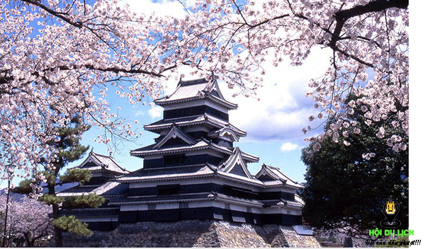 Lâu đài Matsumoto khi mùa xuân về đẹp tuyệt- ảnh sưu tầm