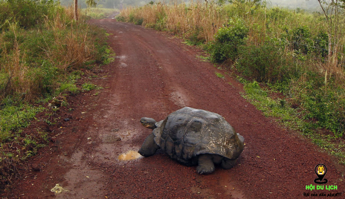 Một chú rùa biển đang đi ngang qua con đường trên đảo- ảnh sưu tầm