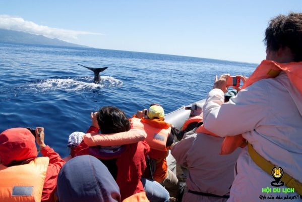 Ngắm cá voi trên đại dương ở quần đảo- ảnh sưu tầm