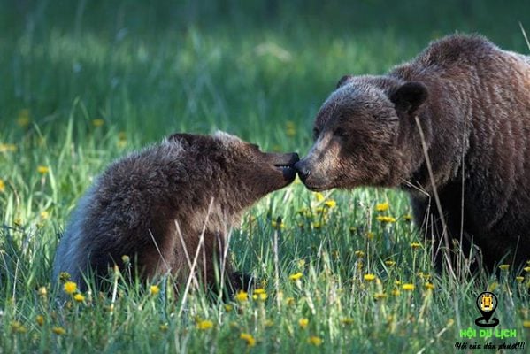 Những chú gấu ở công viên quốc gia Banff của Canada- ảnh sưu tầm
