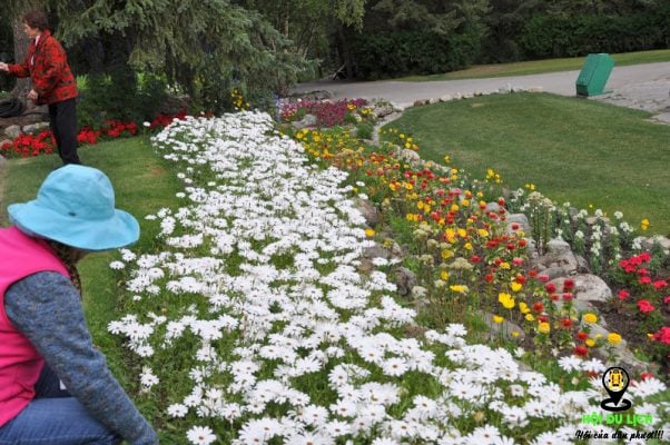Vườn hoa Cascade ở làng Bannff- ảnh sưu tầm