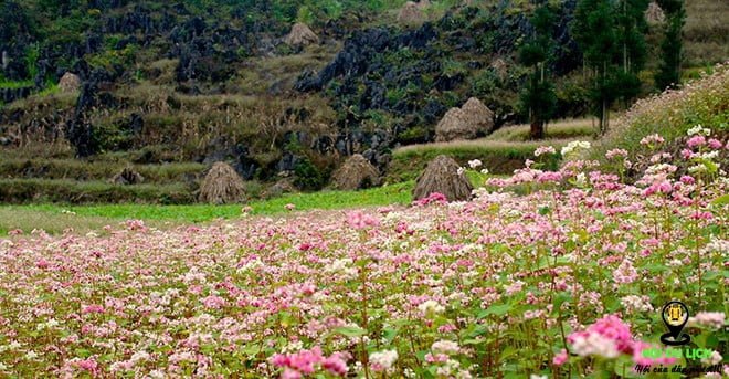 Vẻ đẹp hoa tam giác mạch ở lũng Táo- ảnh sưu tầm 