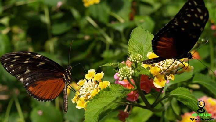 Khám phá nông trại bướm- ảnh sưu tầm 