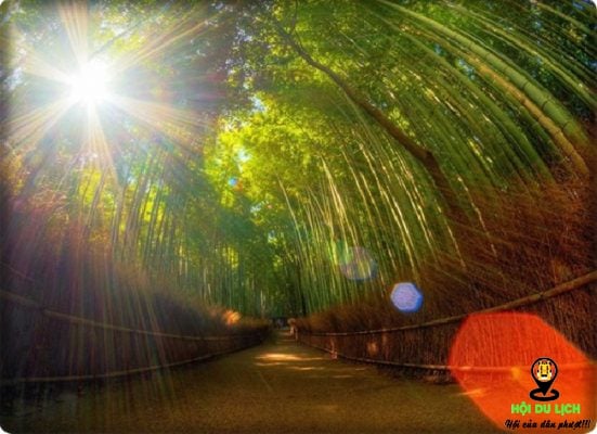 Mặt trời chiếu sáng tạo nên vẻ đẹp lung linh hơn cho rừng Sagano (ảnh sưu tầm) 
