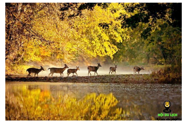 Phong cảnh mùa thu đẹp vô cùng của Rừng Đen- ảnh sưu tầm