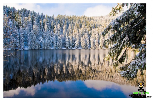 Rừng Đen khi mùa đông đến tuyết phủ trắng- ảnh sưu tầm 