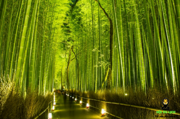 Vẻ đẹp mê hoặc của rừng trúc Sagano ở Nhật (ảnh sưu tầm)