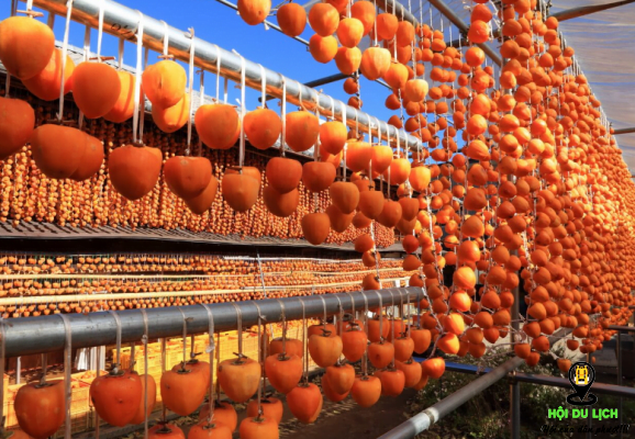 Lễ hội hái trái cây ở Nhật (ảnh sưu tầm) 