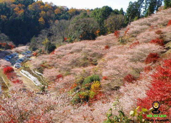 lễ hội hoa anh đào ở Obara của Nhật trong mùa thu