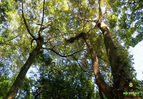 Cây cổ thụ ở vườn quốc gia Ba Vì (ảnh sưu tầm) 