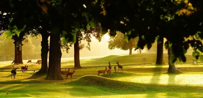 Cảnh đẹp thơ mộng như tranh vẽ ở công viên Wollaton (ảnh sưu tầm) 