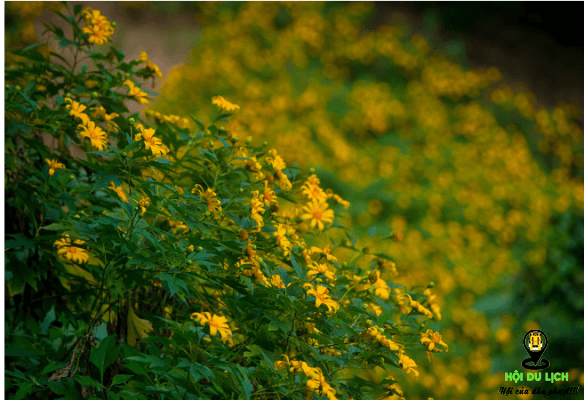 Hoa dã quỳ rực rỡ ở vườn quốc gia Ba Vì (ảnh sưu tầm)