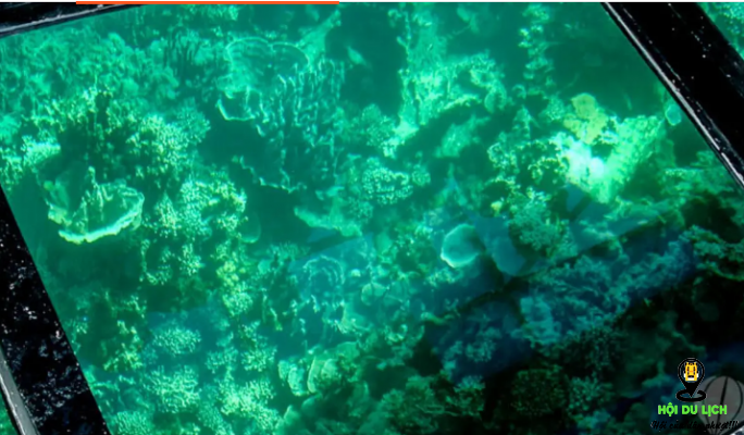 Khám phá vẻ đẹp dưới đại dương Mauritius (ảnh sưu tầm)