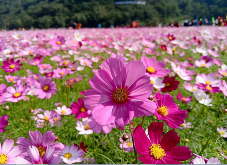 Bạt ngàn sắc hoa ở thung lũng Bắc Sơn (ảnh sưu tầm)