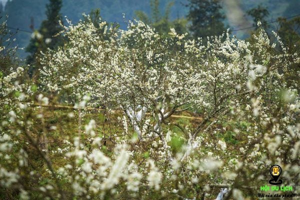 Hoa mận Bắc Hà nở trắng khắp nơi (ảnh sưu tầm)