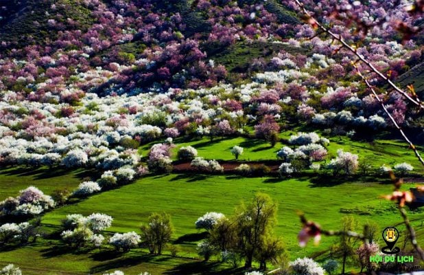 Hình ảnh rừng hoa mơ nở đẹp như tranh ở thảo nguyên Yili (ảnh sưu tầm)
