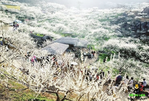 Thung lũng Nà Ka bạt ngàn hoa mận trắng (ảnh sưu tầm)